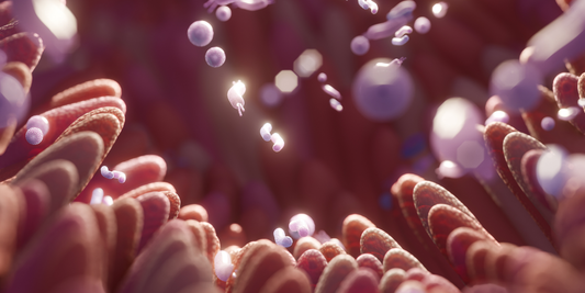 How Digestion Shapes Health Across Species