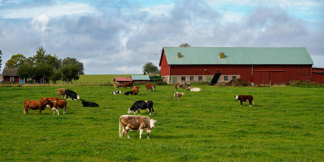 A Field-Based Story: Reproduction, Resilience, and Better Feed Utilization